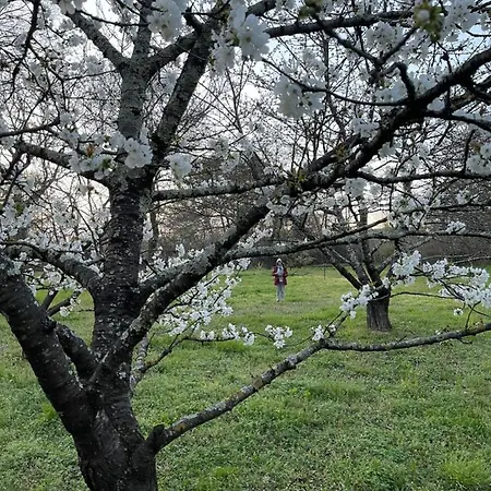 Oda ve Kahvaltı Mas D'olive Et Kalou Sauve