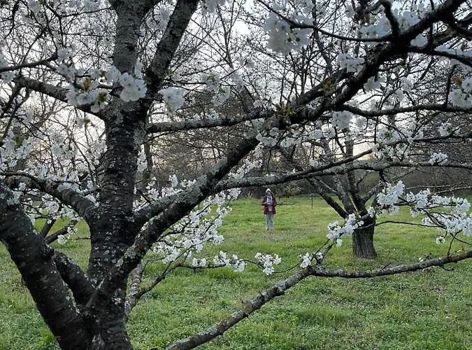 Couette-café Mas D’olive Et Kalou Sauve